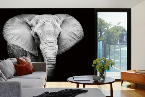 Vlies Fototapete - Elefant 375 x 250 cm